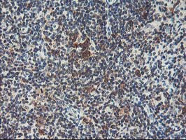 HSPBP1 Antibody in Immunohistochemistry (Paraffin) (IHC (P))