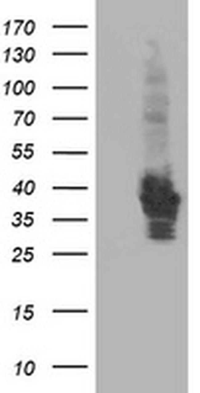 HSPBP1 Antibody in Western Blot (WB)