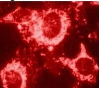 HSP60 Antibody in Immunocytochemistry (ICC/IF)