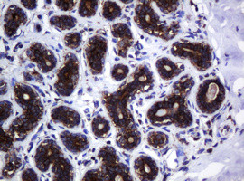 Hsp60 (HSPD1) Antibody in Immunohistochemistry (Paraffin) (IHC (P))