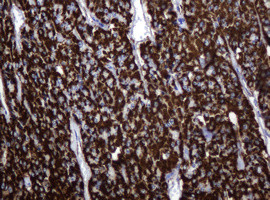 Hsp60 (HSPD1) Antibody in Immunohistochemistry (Paraffin) (IHC (P))