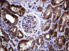 Hsp60 (HSPD1) Antibody in Immunohistochemistry (Paraffin) (IHC (P))