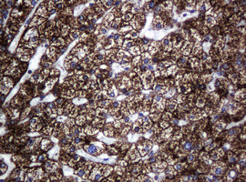 Hsp60 (HSPD1) Antibody in Immunohistochemistry (Paraffin) (IHC (P))