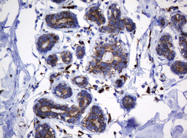 Hsp60 (HSPD1) Antibody in Immunohistochemistry (Paraffin) (IHC (P))