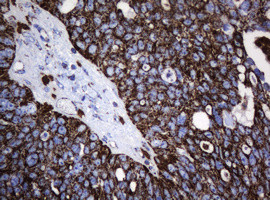 Hsp60 (HSPD1) Antibody in Immunohistochemistry (Paraffin) (IHC (P))