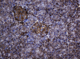 Hsp60 (HSPD1) Antibody in Immunohistochemistry (Paraffin) (IHC (P))