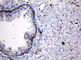 Hsp60 (HSPD1) Antibody in Immunohistochemistry (Paraffin) (IHC (P))