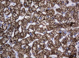 Hsp60 (HSPD1) Antibody in Immunohistochemistry (Paraffin) (IHC (P))