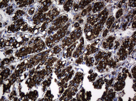 Hsp60 (HSPD1) Antibody in Immunohistochemistry (Paraffin) (IHC (P))