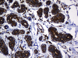 Hsp60 (HSPD1) Antibody in Immunohistochemistry (Paraffin) (IHC (P))