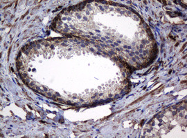 Hsp60 (HSPD1) Antibody in Immunohistochemistry (Paraffin) (IHC (P))