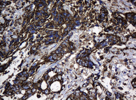 Hsp60 (HSPD1) Antibody in Immunohistochemistry (Paraffin) (IHC (P))