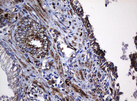 Hsp60 (HSPD1) Antibody in Immunohistochemistry (Paraffin) (IHC (P))