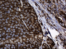 Hsp60 (HSPD1) Antibody in Immunohistochemistry (Paraffin) (IHC (P))