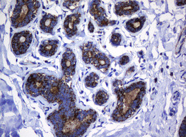 Hsp60 (HSPD1) Antibody in Immunohistochemistry (Paraffin) (IHC (P))