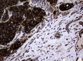 Hsp60 (HSPD1) Antibody in Immunohistochemistry (Paraffin) (IHC (P))