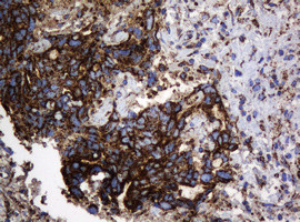 Hsp60 (HSPD1) Antibody in Immunohistochemistry (Paraffin) (IHC (P))