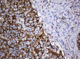 Hsp60 (HSPD1) Antibody in Immunohistochemistry (Paraffin) (IHC (P))