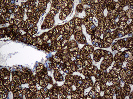 Hsp60 (HSPD1) Antibody in Immunohistochemistry (Paraffin) (IHC (P))