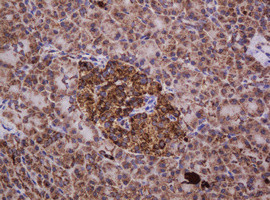 Hsp60 (HSPD1) Antibody in Immunohistochemistry (Paraffin) (IHC (P))