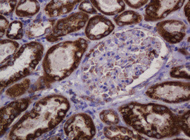 Hsp60 (HSPD1) Antibody in Immunohistochemistry (Paraffin) (IHC (P))