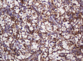 Hsp60 (HSPD1) Antibody in Immunohistochemistry (Paraffin) (IHC (P))