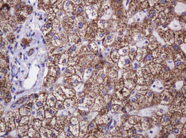 Hsp60 (HSPD1) Antibody in Immunohistochemistry (Paraffin) (IHC (P))