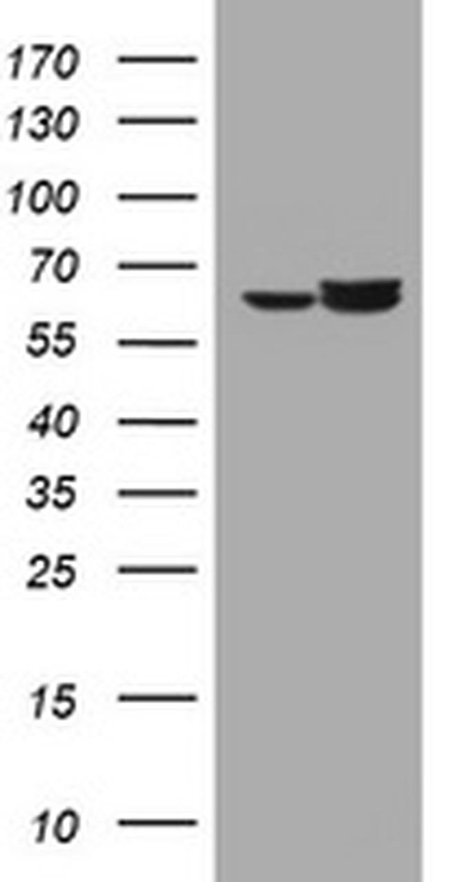 Hsp60 (HSPD1) Antibody in Western Blot (WB)