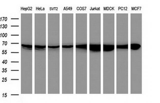 Hsp60 (HSPD1) Antibody in Western Blot (WB)