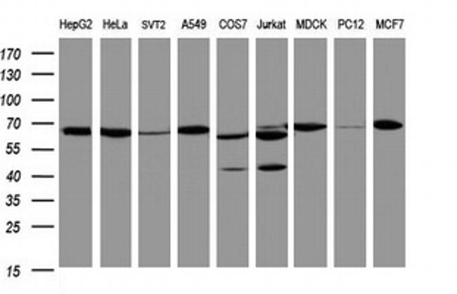 Hsp60 (HSPD1) Antibody in Western Blot (WB)