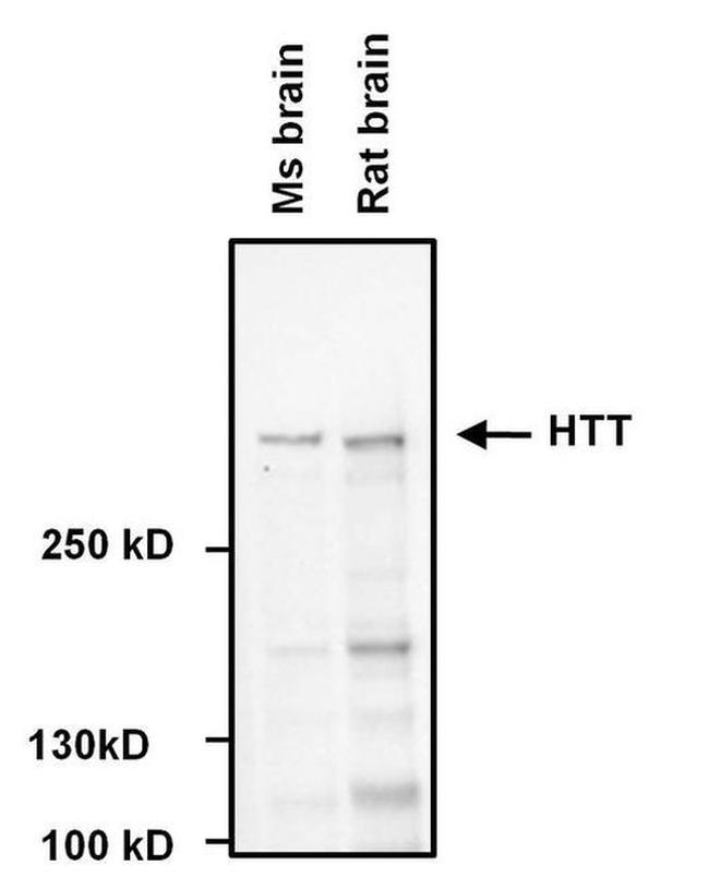 Huntingtin Antibody in Western Blot (WB)