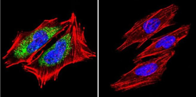 HSP60 Antibody in Immunocytochemistry (ICC/IF)