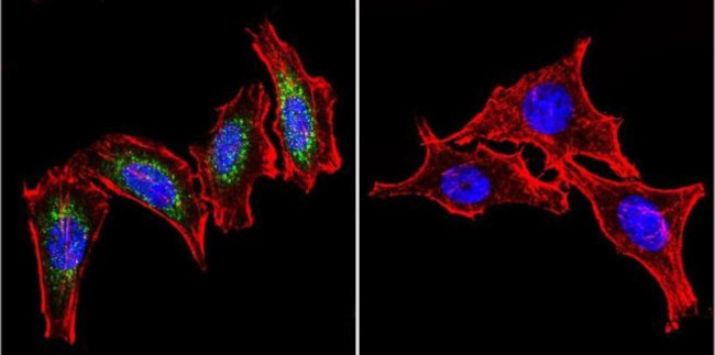 HSP60 Antibody in Immunocytochemistry (ICC/IF)