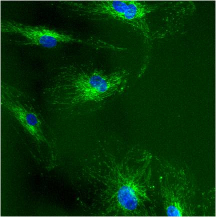 mtHSP70 Antibody in Immunocytochemistry (ICC/IF)