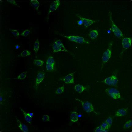 mtHSP70 Antibody in Immunocytochemistry (ICC/IF)