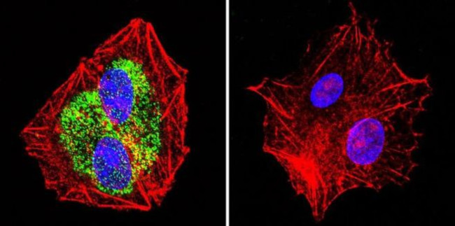 HSP90 beta Antibody in Immunocytochemistry (ICC/IF)