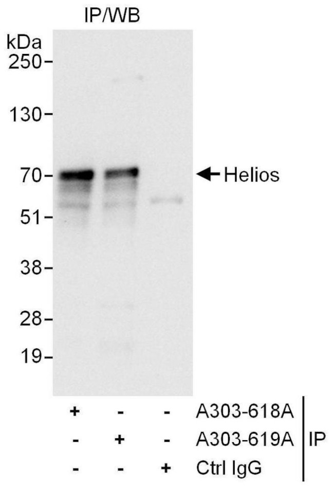 Helios Antibody in Immunoprecipitation (IP)