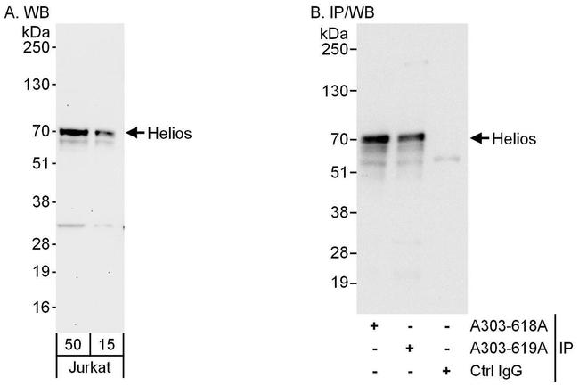 Helios Antibody in Western Blot (WB)