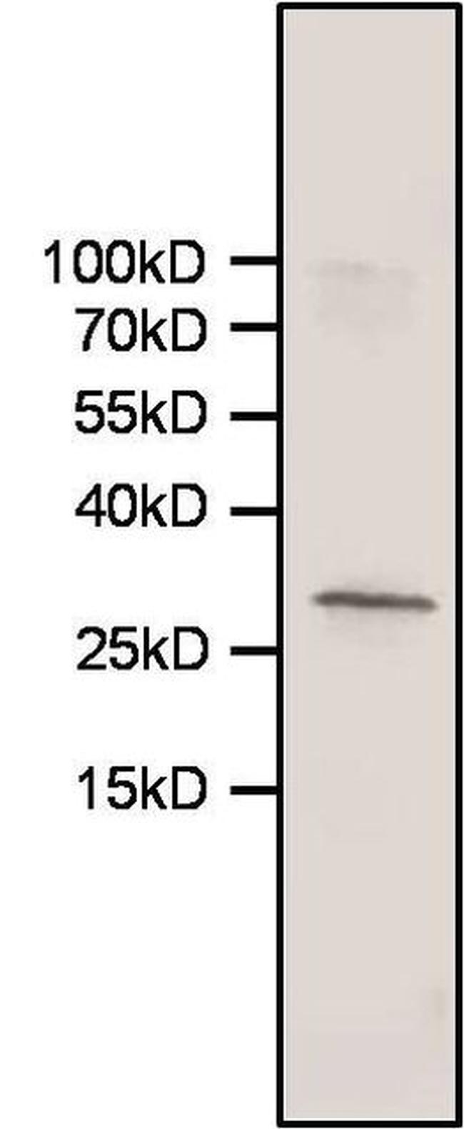 HMOX1 Antibody in Western Blot (WB)