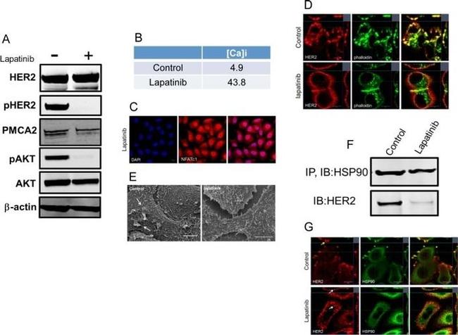 HSP90 beta Antibody in Immunocytochemistry, Immunoprecipitation (ICC/IF, IP)