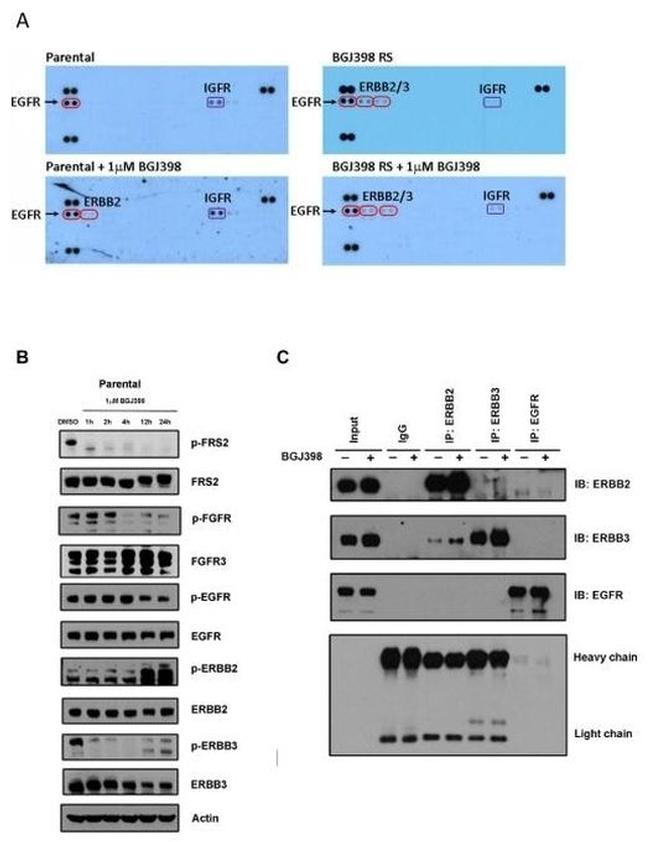 ErbB3 Antibody in Western Blot, Immunoprecipitation (WB, IP)