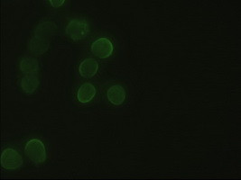 Hex Antibody in Immunocytochemistry (ICC/IF)