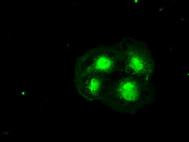 Hex Antibody in Immunocytochemistry (ICC/IF)