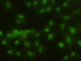 Hex Antibody in Immunocytochemistry (ICC/IF)