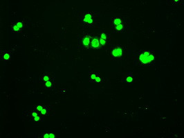 Hex Antibody in Immunocytochemistry (ICC/IF)