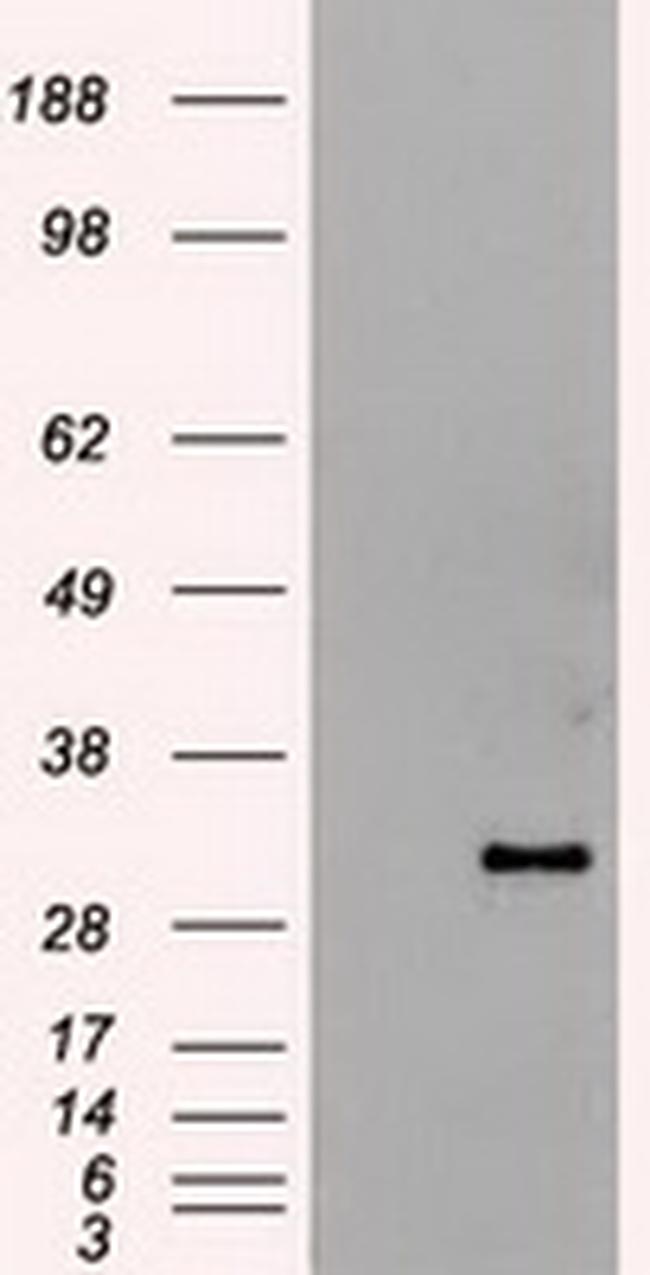 Hex Antibody in Western Blot (WB)