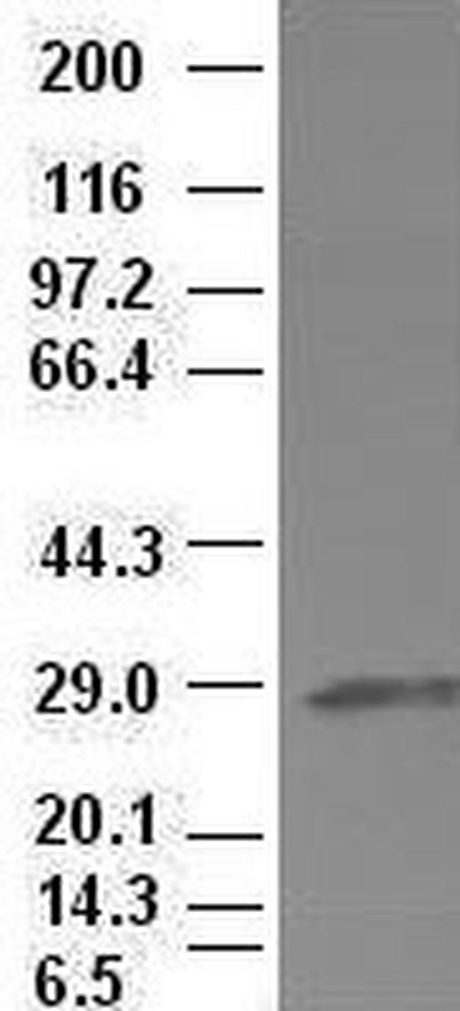 Hex Antibody in Western Blot (WB)