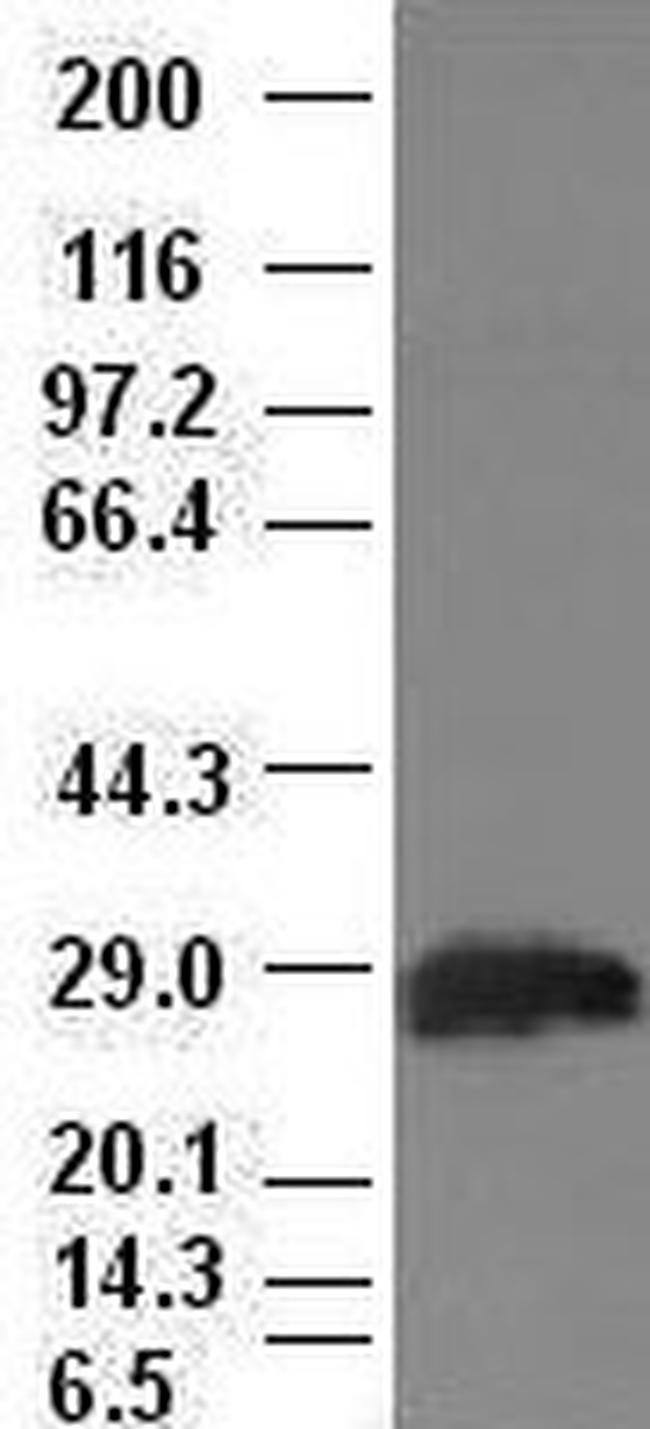 Hex Antibody in Western Blot (WB)