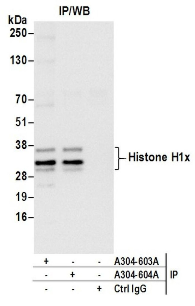Histone H1x Antibody in Immunoprecipitation (IP)