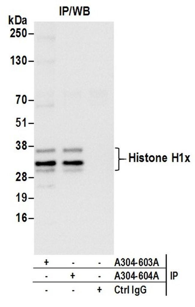 Histone H1x Antibody in Western Blot (WB)